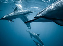 世界杯最新版下载-女篮世界杯丨中国女篮战胜马里队 取得资格赛开门红